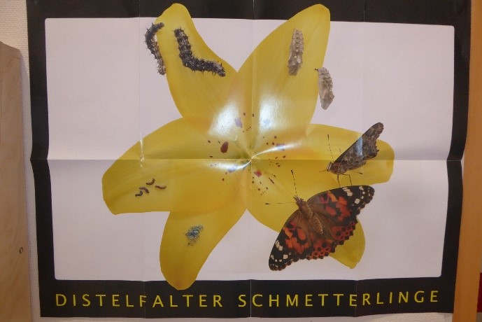 Kannerprais - Mon engagement - Züchten von Schmetterlingen